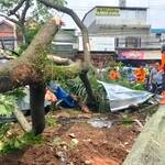 Pohon Tumbang di Cibinong Hantam