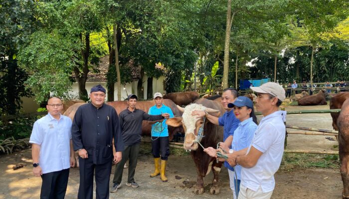Bupati Bogor Ucapkan Terima Kasih kepada Presiden RI atas Bantuan 58 Ekor Sapi